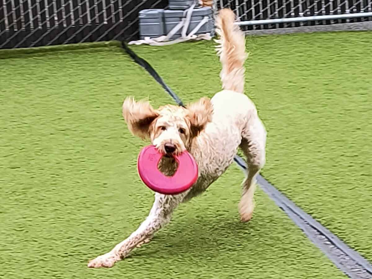 BB, a playful Labradoodle, races across the turf at Four-Legged Fun Zone in Everett, WA with a pink frisbee in his mouth during dog daycare. His ears flap mid-run as he shows off his speed and enthusiasm in the secure outdoor play yard—a perfect snapshot of fun, safe, and social dog daycare in Everett.