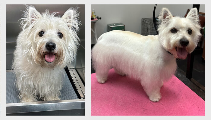 Before-and-after Westie grooming at Four-Legged Fun Zone in Everett, WA—joyful pup shows fluffy-to-fresh transformation after spa day