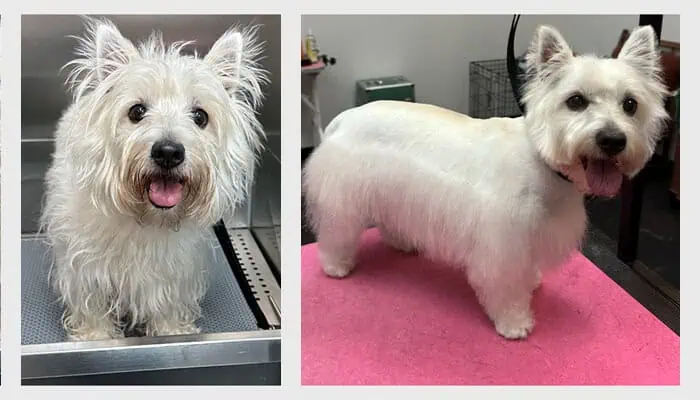 Before-and-after Westie grooming at Four-Legged Fun Zone in Everett, WA—joyful pup shows fluffy-to-fresh transformation after spa day