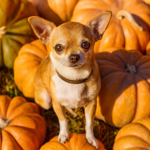 Chihuahua surrounded by pumpkins during Thankful Tails Social dog playgroup at Four-Legged Fun Zone Everett WA.