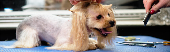 Yorkshire Terrier getting an Asian-style haircut at Four-Legged Fun Zone in Everett, WA. Dog grooming with tools on the table.
