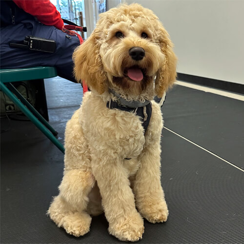 Apollo, an Australian Labradoodle, sitting calmly after dog grooming at Four-Legged Fun Zone in Everett, WA 98203