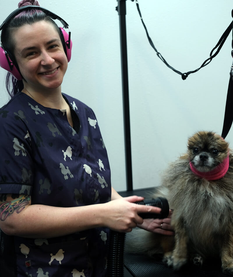 Ashley grooming a dog in a private dog grooming salon at Four-Legged Fun Zone in Everett, WA