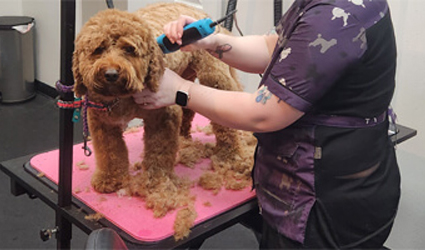 Goldendoodle named Griffey receiving calm, one-on-one dog grooming at Four-Legged Fun Zone in Everett, WA, in a quiet private grooming room.
