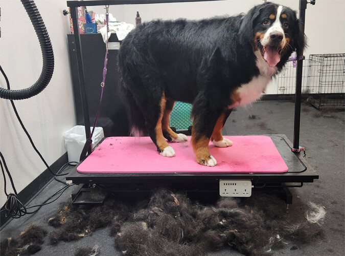 Hammy, a Bernese Mountain Dog, after dog grooming at Four-Legged Fun Zone in Everett, WA 98203, during the March Madness Bath Bonanza with heavy seasonal shedding removed.