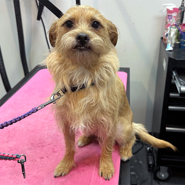 Calm dog relaxed during grooming visit after building trust through gentle handling