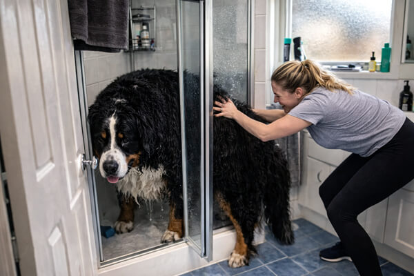 Owner struggling to fit a large dog into a small home shower, showing how standard setups are not designed for big dogs