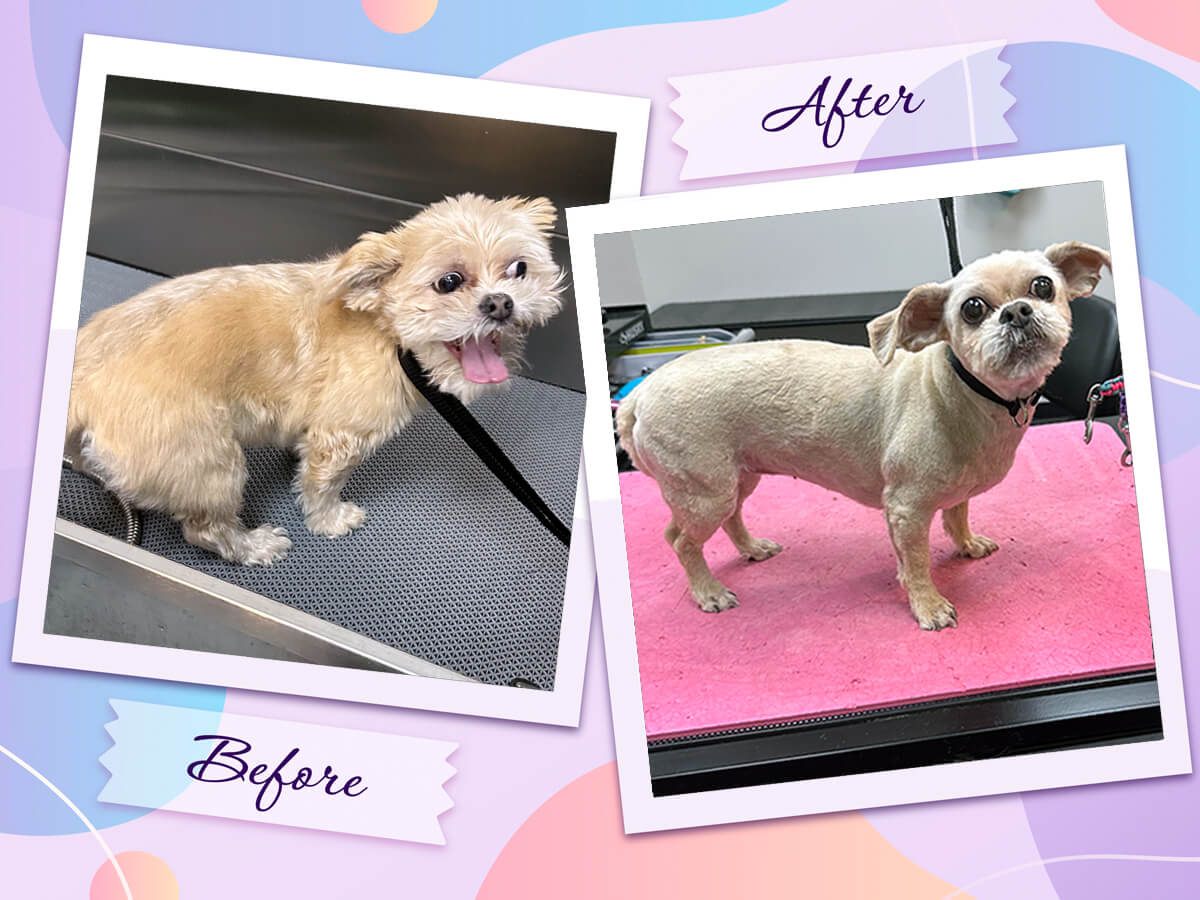 Before and after dog grooming transformation of Bella, a small breed dog at Four-Legged Fun Zone in Everett, WA. Bella is a calm and reserved dog who shows comfort through relaxed body language during grooming. The after photo shows a clean, polished haircut that reflects a low-stress, temperament-based grooming approach designed to support each dog’s individual personality. Professional dog grooming services available in Everett, WA 98203.