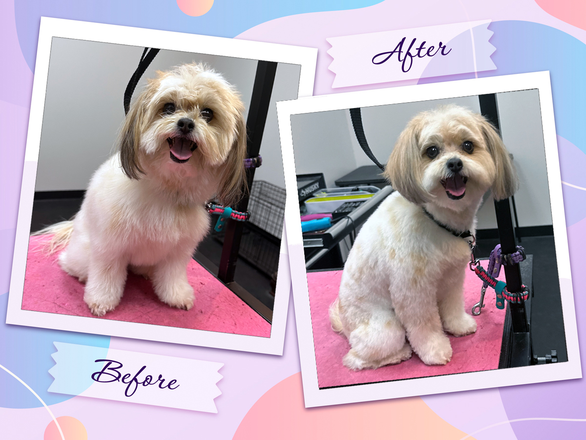 Before-and-after professional dog grooming at Four-Legged Fun Zone in Everett, WA featuring Kailani, a fluffy small dog with a fresh haircut and coat trim. Gentle, low-stress grooming focused on coat health, comfort, and positive salon experiences.