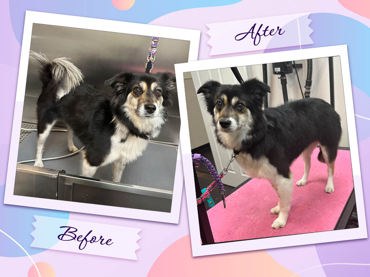 Razzberry enjoys a professional dog grooming visit at Four-Legged Fun Zone in Everett, WA. This returning dog shows how regular grooming appointments help nervous or uncertain dogs become more comfortable with handling, equipment, and the grooming environment. Consistent dog grooming supports coat maintenance, prevents matting, improves skin health, and builds trust with the groomer over time.