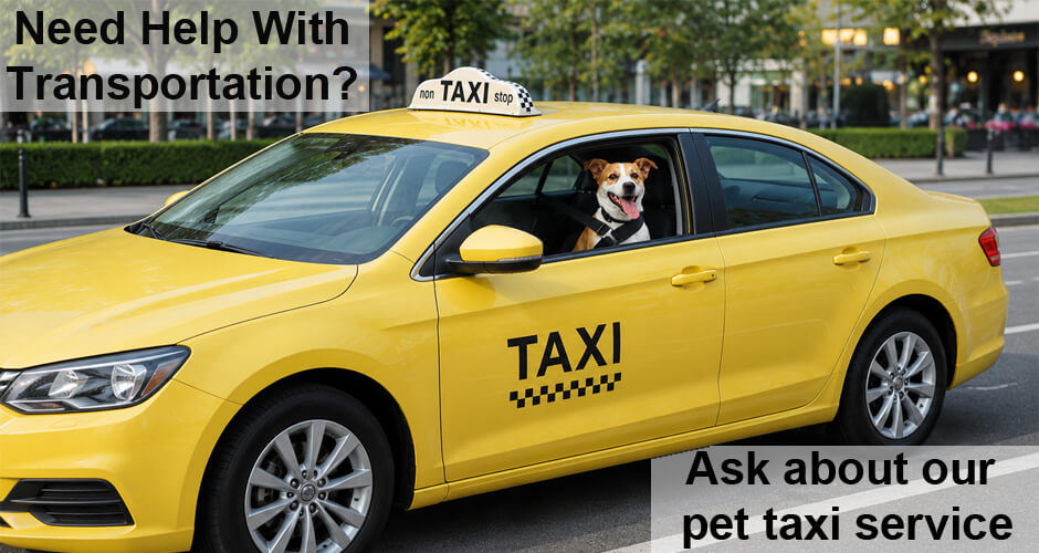 Dog wearing a seat belt harness in a pet taxi vehicle with the window down, offering safe dog transportation in Everett, WA through Four-Legged Fun Zone.