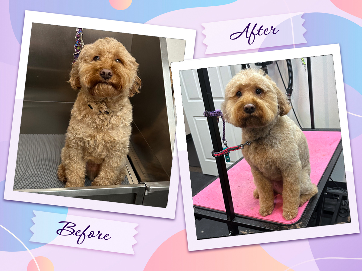 Before-and-after dog grooming transformation of Jarvis, a Mini Doodle, at Four-Legged Fun Zone in Everett, WA 98203. Professional grooming services focused on gentle handling, coat maintenance, comfort, and positive grooming experiences for doodles and mixed-breed dogs.