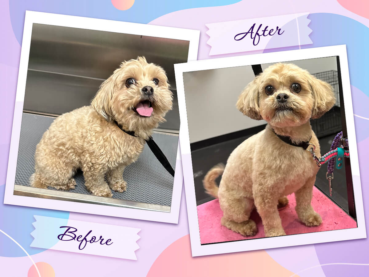 Before-and-after dog grooming transformation of Bandit, a mixed breed dog at Four-Legged Fun Zone in Everett, WA. Bandit is a nervous grooming client who has grown more comfortable over time through regular, gentle grooming visits. This compassionate dog grooming service focuses on patience, trust-building, and stress-free care for anxious dogs in Everett, Washington.