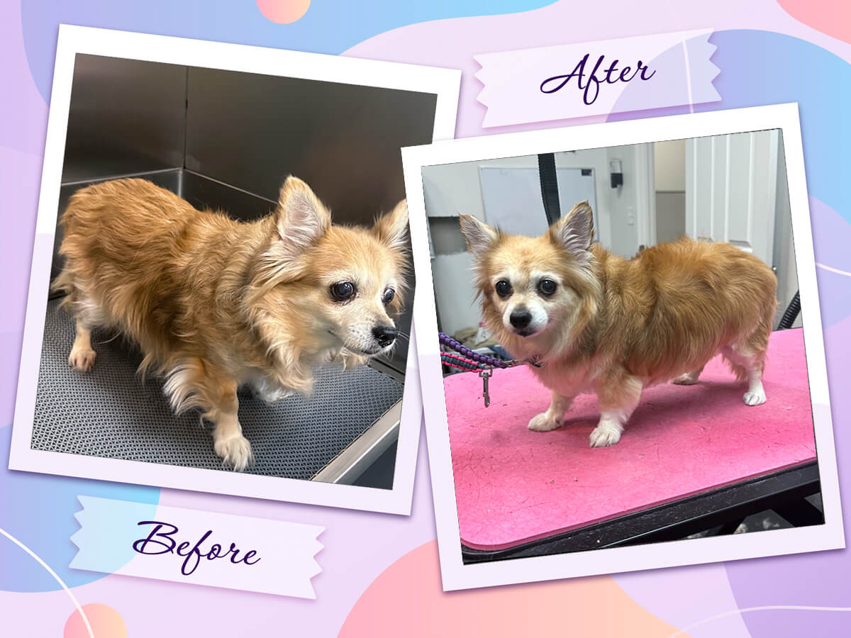 Senior Chihuahua Evie before and after her gentle grooming appointment at Four-Legged Fun Zone in Everett, WA. Our grooming team specializes in patient, comfort-focused grooming for senior dogs, nervous pets, and small breeds, adjusting the pace and handling to fit each dog’s individual needs.