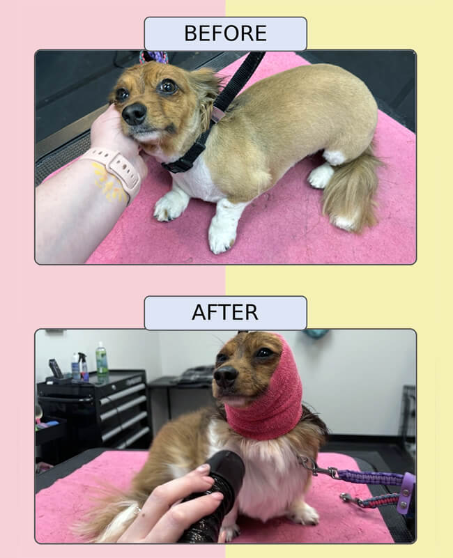 Before and after dog grooming transformation at Four-Legged Fun Zone in Everett, WA. A small dog receives a professional haircut and grooming service, showing a neatly trimmed coat before grooming and a relaxed grooming session afterward. Our Everett dog grooming salon provides personalized, stress-free grooming services designed to keep dogs looking and feeling their best.