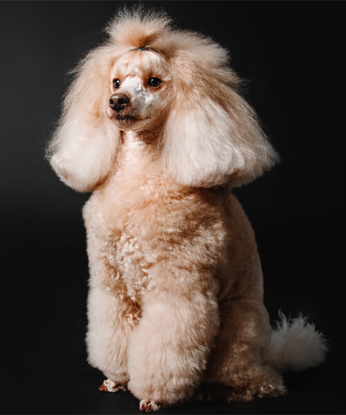 Beautiful cream-colored Poodle with a professionally styled groom standing against a dark background. Expert dog grooming services at Four-Legged Fun Zone in Everett, WA 98203, specializing in breed-specific trims, Poodle styling, and one-on-one grooming appointments.