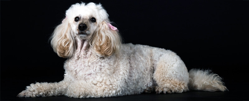 White Toy Poodle with a freshly groomed curly coat and neatly styled ears resting against a black backdrop. Four-Legged Fun Zone in Everett, WA provides professional one-on-one dog grooming services for Poodles and other curly-coated breeds in a calm, low-stress environment.