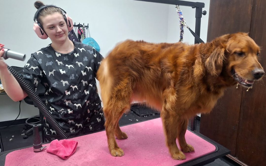 Dog Grooming Anxiety: Tips for Helping a Dog That Hates Being Groomed