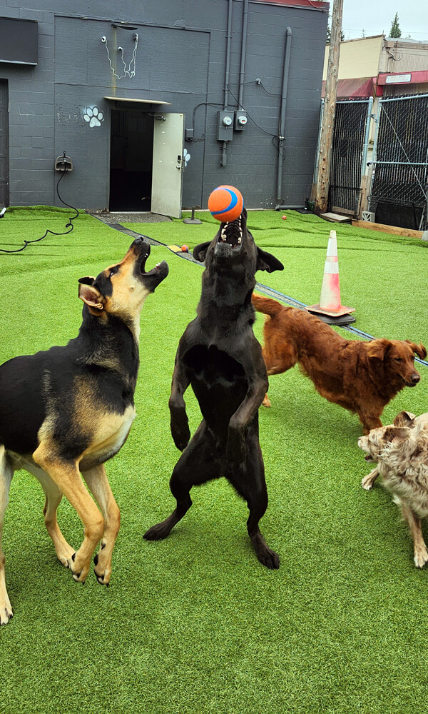 Dogs playing outdoors at Four-Legged Fun Zone dog daycare in Everett, WA, with two dogs jumping to catch a ball in the turf play yard.Dogs playing outdoors at Four-Legged Fun Zone dog daycare in Everett, WA, with two dogs jumping to catch a ball in the turf play yard.