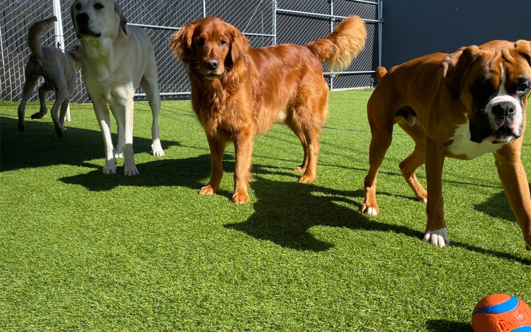 Golden Retrievers & Dog Daycare: What Every Golden Parent Should Know