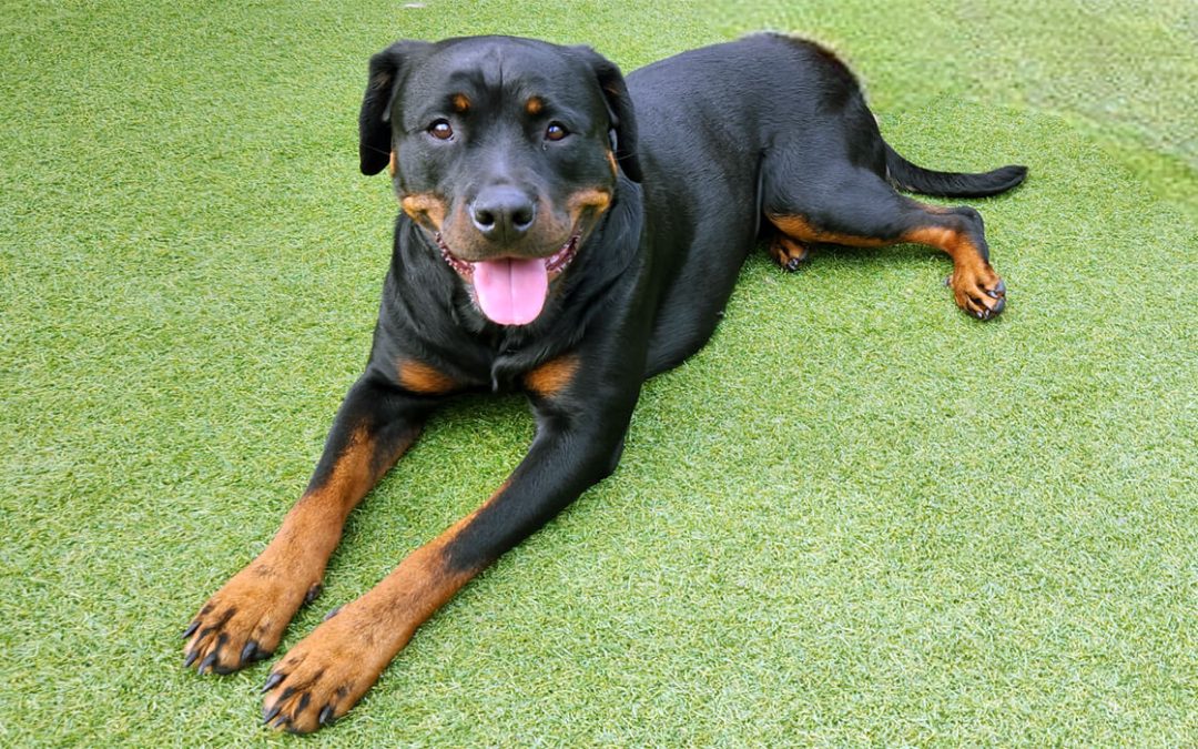 Mukilteo Dog Daycare May Be Closer Than You Think!